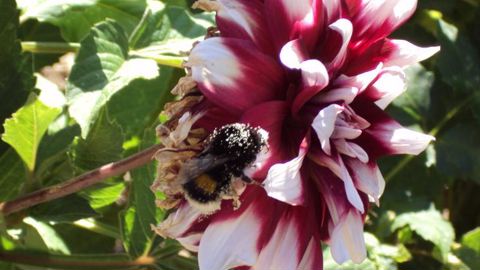 Pollinisateur. © Valérie Vidril